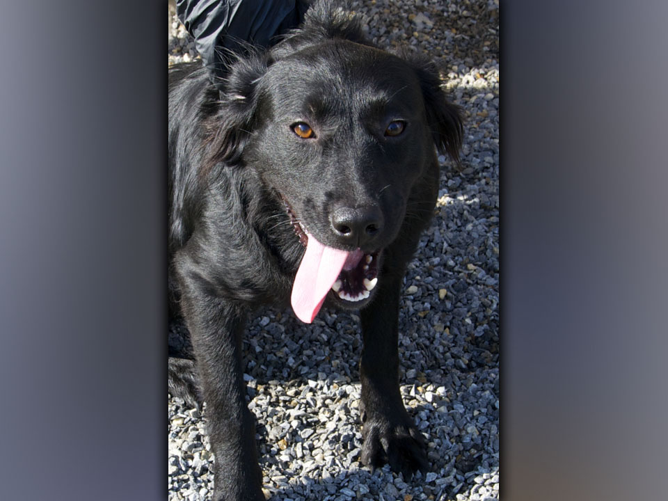 This female Border Collie mix was picked up on Quiet Lane in Blue Ridge August 11. She has a long, black coat. View this sweetie using intake number 282-21.
