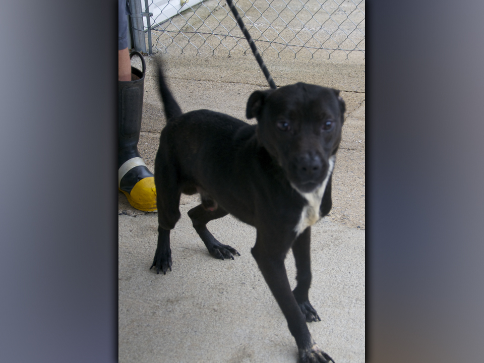 This male Lab mix was picked up on Scenic Drive in Blue Ridge August 28. He has a black coat with a white chest. View this boy using intake number 308-21.