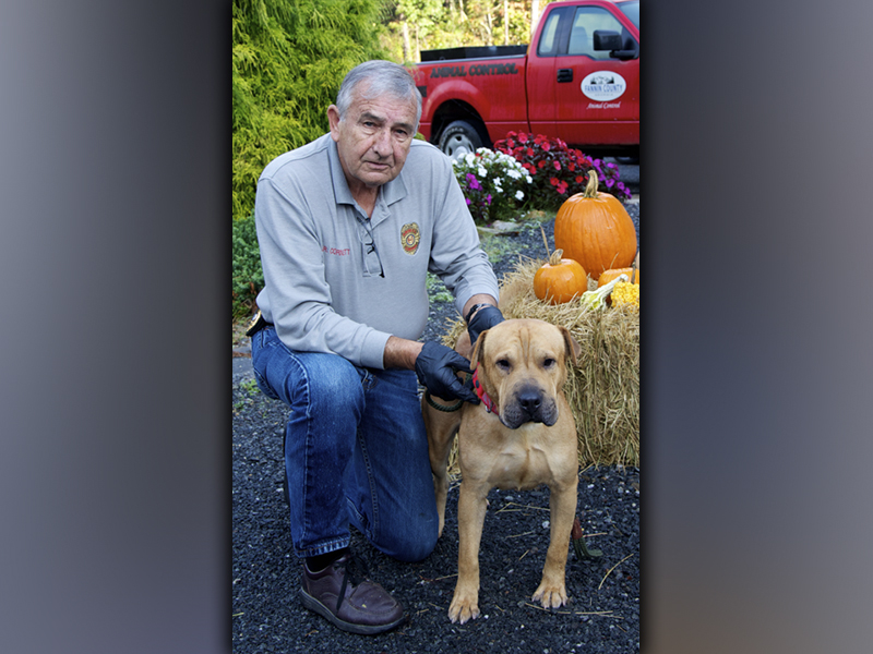 This male Shar Pei mix was picked up at Ingles in Blue Ridge Thursday, October 21. He has a blonde coat with a five o’clock shadow. View this good boy using intake number 361-21. He is shown with animal control Interim Manager J.R. Cornett.