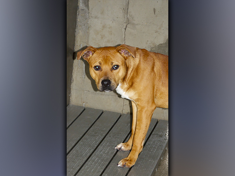 This male Lab mix, named Tike, was surrendered by his owner August 4. He has an orange coat. View this sweetie using intake number 280-21.