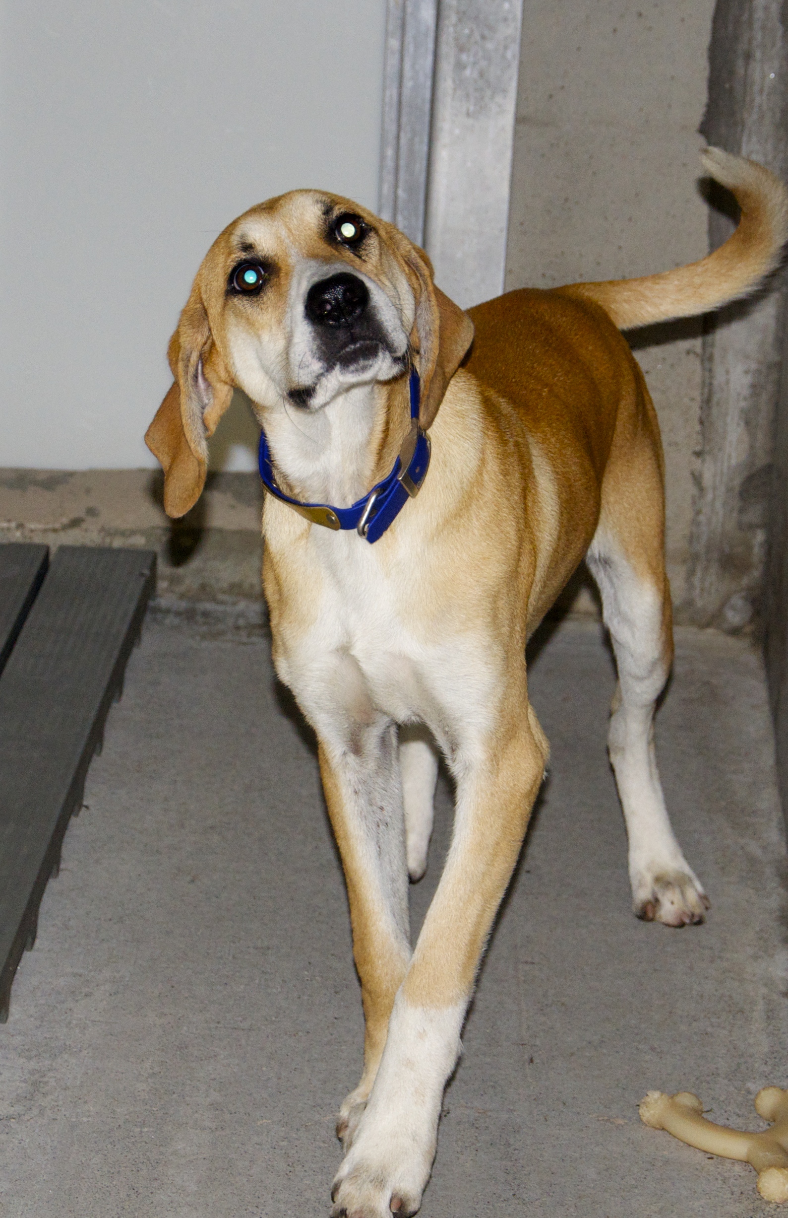 This male Hound was dropped off at animal control October 14. He has a blonde and white coat. View this sweetie using intake number 253-21.