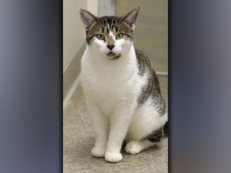 The Humane Society of Blue Ridge cat of the week is Ozzie. He is two years old and has a calm personality and a sweet meow. He is always looking for a lap to sit on, and he is a huge fan of his food and treats. Ozzie gets along with his fellow suitemates, but he would prefer a home of his own. He is neutered, microchipped and up to date on his vaccinations. For more information about Ozzie, contact the Adoption Center at 706-632-4357. Make his holiday season merry by adding him to your family.