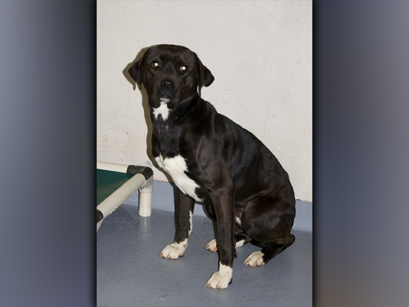 This female, Lab mix was picked up along Coopers Creek in Morganton November 23. She has a short, black coat with white mittens. View her using intake number 396-21.