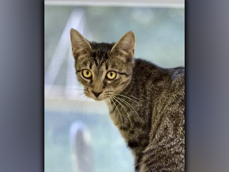 The Humane Society of Blue Ridge cat of the week is Daffodil. This beautiful one-year-old tabby has stunning gold eyes that will hold you spellbound! She is a bit on the bashful side when she first meets you, but she is very loving once she gets to know you. Daffodil gets along famously with her suitemates at the Adoption Center. She is spayed, microchipped and up to date on her vaccinations. Contact the Adoption Center at 706-632-4357 to schedule a meet and greet with Daffodil. 