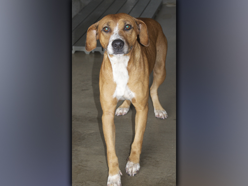 This female, Beagle mix, who volunteers have named Ginger, was picked up on Hells Hollow Road in McCaysville December 1. She has an orange coat with white toes. View her using intake number 410-21.