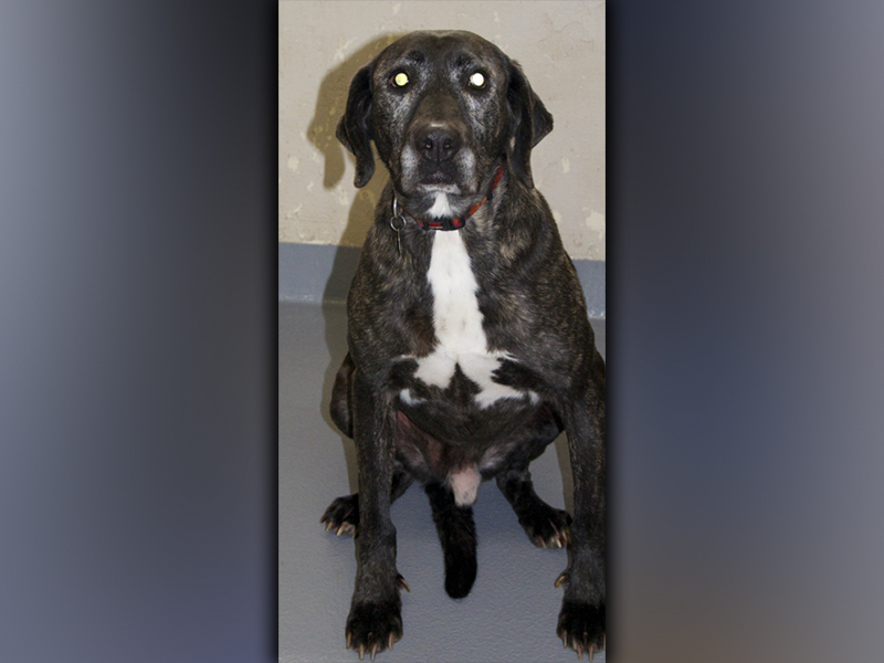 This male, Lab mix named Storm was surrendered by his owner November 22. He has a dark brindle coat and is large in size. View this good boy using intake number 392-21.