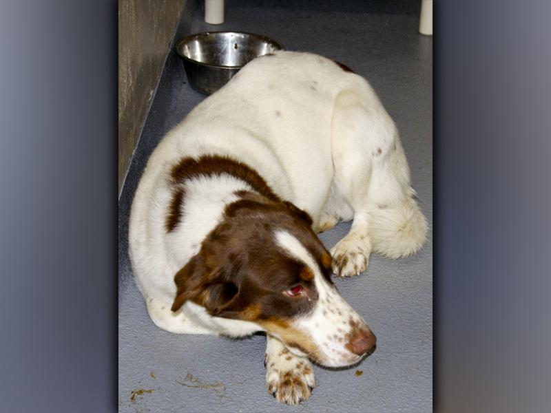 This male, bird dog mix was surrendered by his owner December 1. He has a long, white coat with brown spots. View him using intake number 409-21.