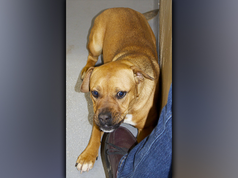 This female, Boxer mix named who volunteers have named Sadie was found on Highway 515 in Blue Ridge November 24. She has an orange coat. View her using intake number 399-21.