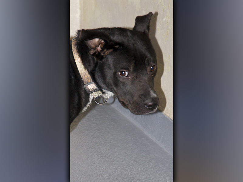 This male mix named Tippy was surrendered by his owner November 22. He has a thin black coat and is medium in size. View this pooch using intake number 392-21.