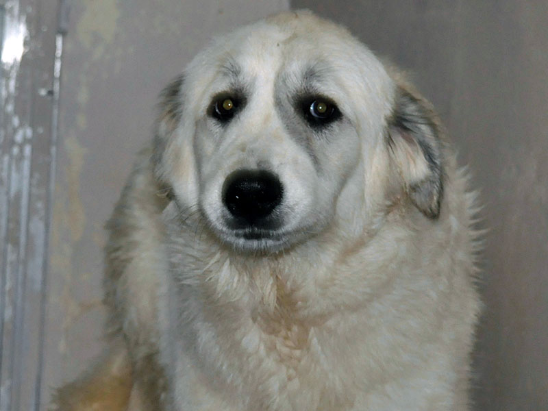 This Great Pyrenees mix was picked up on Weaver Street in McCaysville December 28. She is all white with a long coat. View this good girl using intake number 453-21. 