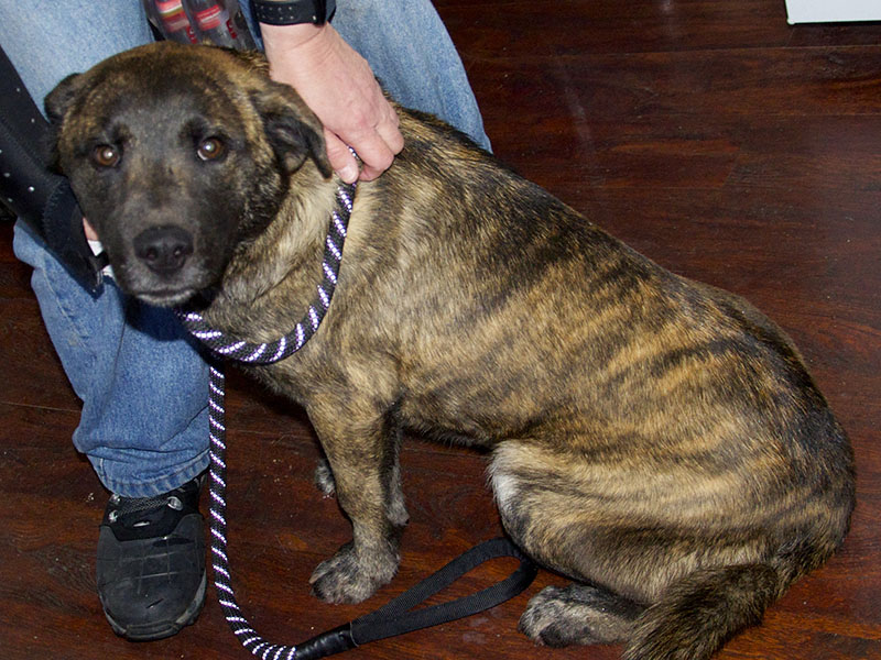 This male Lab and Catahoula mix was picked up at Dunkin Donuts in Morganton January 8. He has a black face with a brown brindle coat. View this sweetie using intake number 008-21.