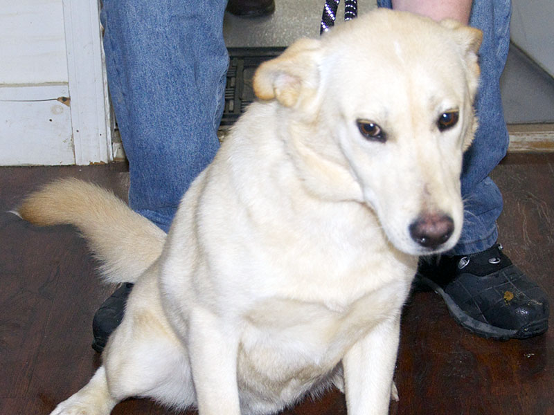 This male Yellow Lab mix was picked up at Dunkin Donuts in Morganton January 8. He has a beautiful white coat. View this boy using intake number 007-22.