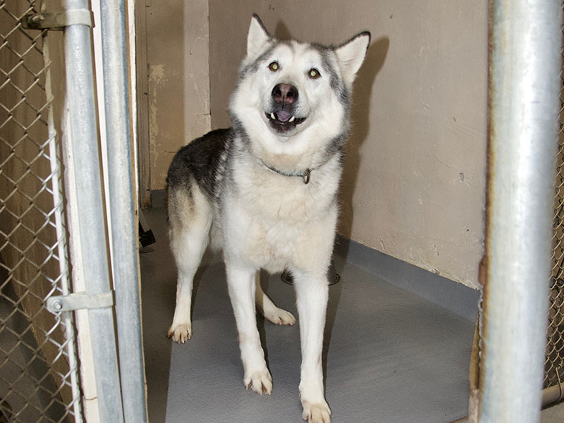 This male Husky was picked up on Ada Street in Blue Ridge February 1. He has a white and gray coat. View this big boy using intake number 038-22.