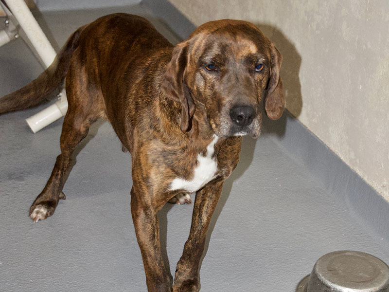 This female Plott Hound was picked up on Hogback Road in Blue Ridge January 27. She has a brown brindle coat. View this sweetie using intake number 030-22.
