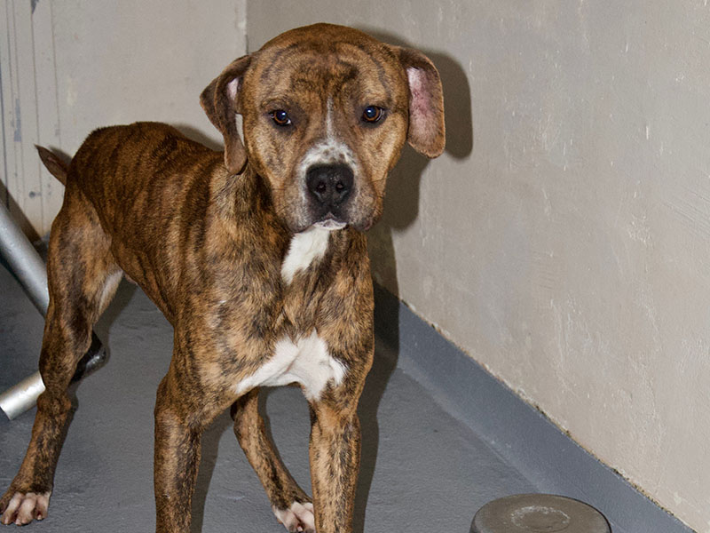 This male Hound and Bulldog mix was surrendered by his owner January 11. He has a light brindle coat. View this cutie using intake number 012-22.