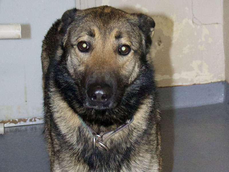 This male German Shepherd mix was picked up off Loving Road in Morganton January 25. He has a long black and tan coat. View him using intake number 028-22.