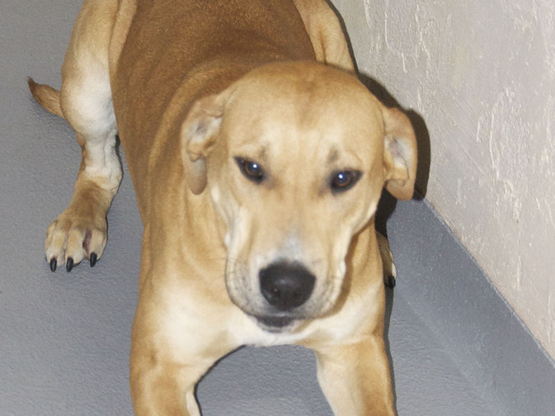 This male Great Dane mix was surrendered by his owner January 21. He has a short blonde coat. View this sweetie using intake number 025-22.
