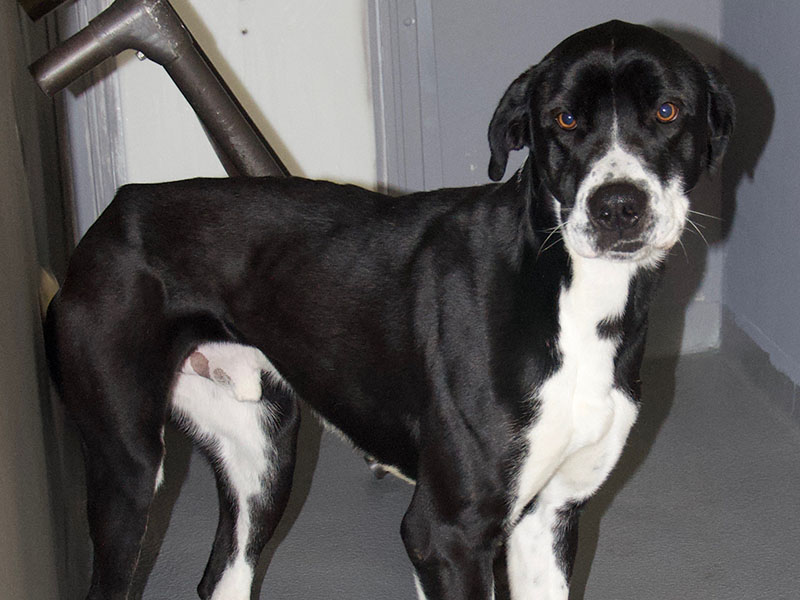  This male Great Dane mix was surrendered by his owner December 29. He has a beautiful black and white coat. View this big boy using intake number 456-21.