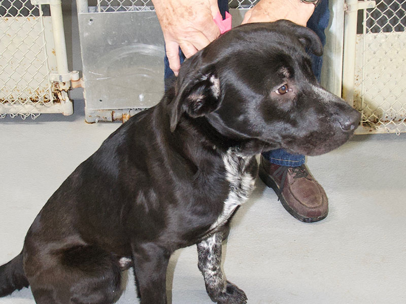  This male Lab mix was picked up on Mobile Road in McCaysville December 16. He has a short black coat with some white. View this good boy using intake number 421-21.