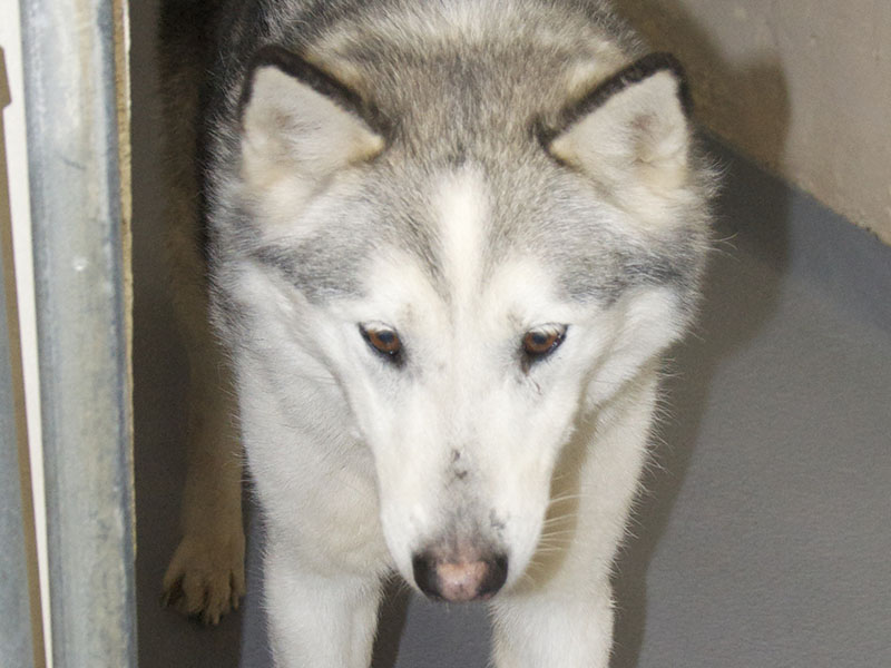 This male Husky mix was picked up on Ada Street in Blue Ridge February 2. He has a white and gray coat. View this cutie using intake number 038-22.