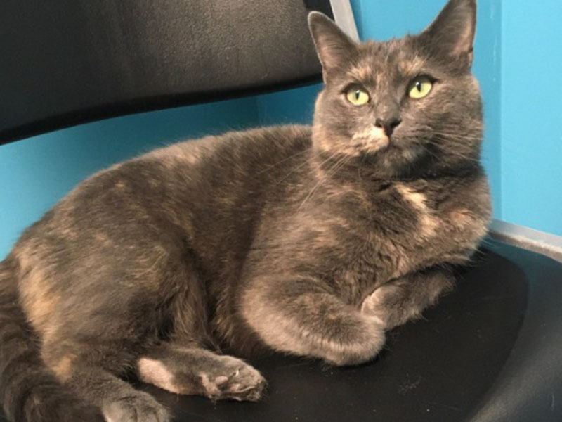 The Humane Society of Blue Ridge cat of the week is Emmie. She is an 18-month-old dilute tortoiseshell beauty with the most stunning green eyes. Emmie’s favorite pastime is watching birds from the comfort of a screened porch. She gets along purrfectly with other felines and is happy to greet new people. Emmie is spayed, micro-chipped and up to date on her vaccinations. Contact the Adoption Center at 706-632-4357 to set up a visit with Emmie. She will have you wrapped around her paw in no time!