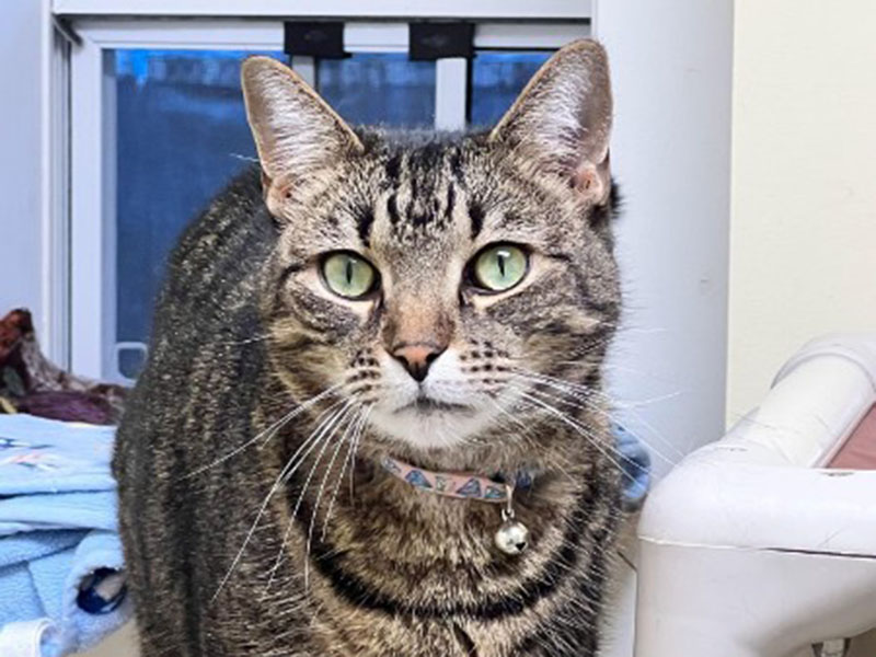 The Humane Society of Blue Ridge cat of the week is Emma. She is a gorgeous, healthy 10-year-old tabby who is looking for a quiet home where she is the only pet. Emma is so easy going and extremely affectionate with people. She would love a home with a screened porch or a window with a view so that she can do her bird watching. Emma is spayed, microchipped and up to date on her vaccinations. Contact the Adoption Center at 706-632-4357 for more information about Emma. 