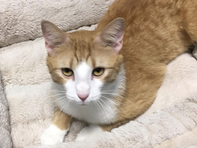 The Cat of the week is Cash. You will feel like you hit the jackpot with this adorable little guy! He is nine months old and has beautiful orange and white fur. Cash is quite a bundle of energy, and he would do well in a home with a cat playmate and a lot of room to run around. Cash loves attention and enjoys human companionship. Cash is neutered, micro-chipped and up to date on his vaccinations, so he is ready for his forever family. Contact the Adoption Center at 706-632-4357 for more information.