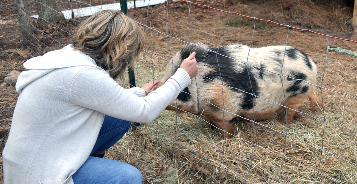 Pugsley is the farm’s first rescue pig and is an “owner’s surrender.”