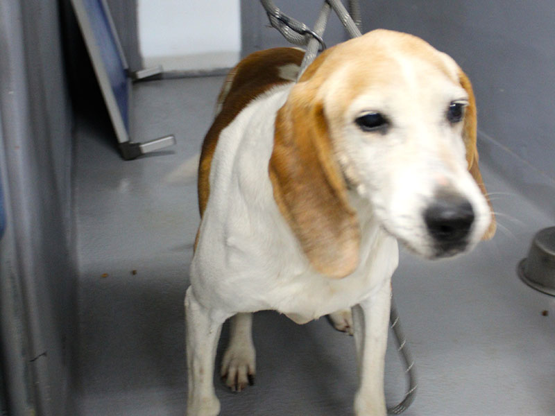 This energetic, male hound mix was picked up on Goss Road March 2. He is white with reddish brown patches. View him using intake number 062-22.