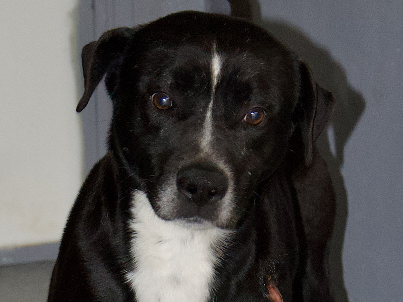 This male Lab mix, who volunteers have named Flint, was picked up on Trails End Road in Blue Ridge February 14. He has a black coat with white patches. View him using intake number 048-22.