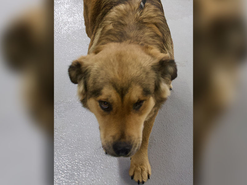 This female Shepherd mix was picked up in McCaysville March 22. She has a long, brown and black coat. View this sweet girl using intake number 087-22.