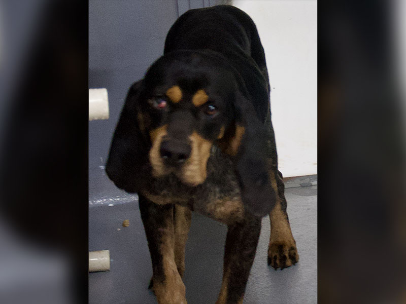 This male Blue Tick Hound, who volunteers named Jake, was picked up in Mineral Bluff March 11. He has a pretty black and tan coat. View this boy using intake number 073-22.