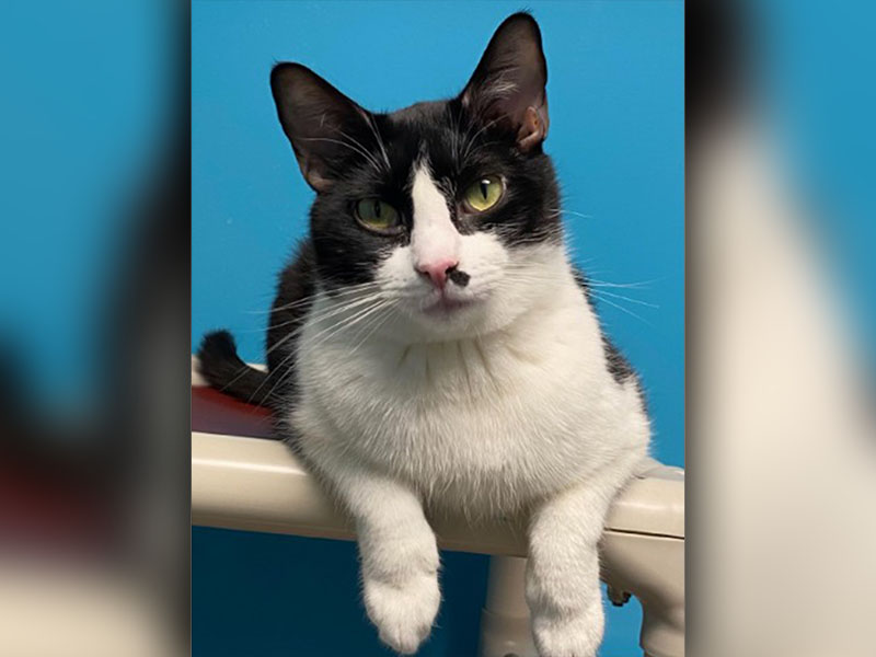 The Humane Society of Blue Ridge cat of the week is Neville. Feast your eyes on this handsome one-year-old tuxedo who would love nothing more than to nap in your lap. Neville has a calm demeanor, and he gets along well with other cats once he spends a little time getting to know them. He is always ready to meet new people, including children. Contact the Adoption Center at 706-632-4357 to schedule a meet and greet with this happy little guy. Neville is neutered, microchipped and up to date on his vaccinatio