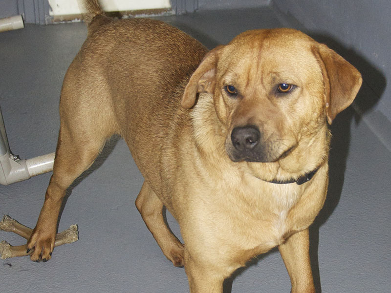 This energetic boy is a lab mix. He was dropped off at Animal Control March 30. He has a short, red coat. View this friendly pup by using intake number 096-22.