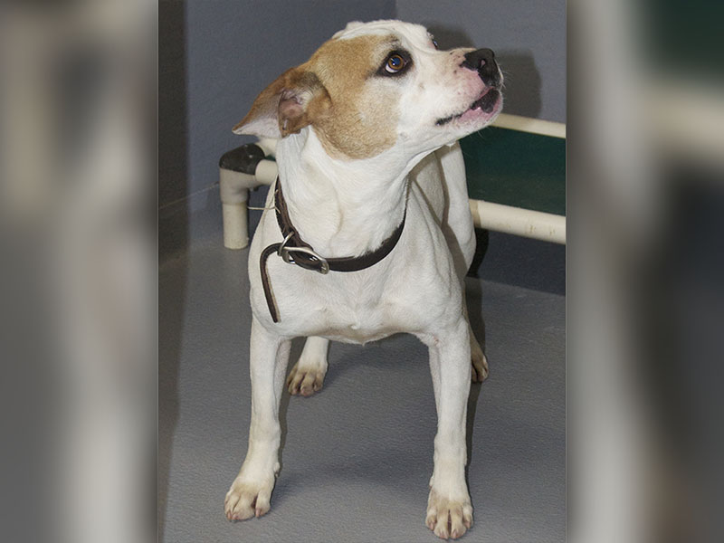 This male boxer mix was recently surrendered to Animal Control. He is white in color with a brown patch on his right eye. View this sweet boy by using intake number 097-22.