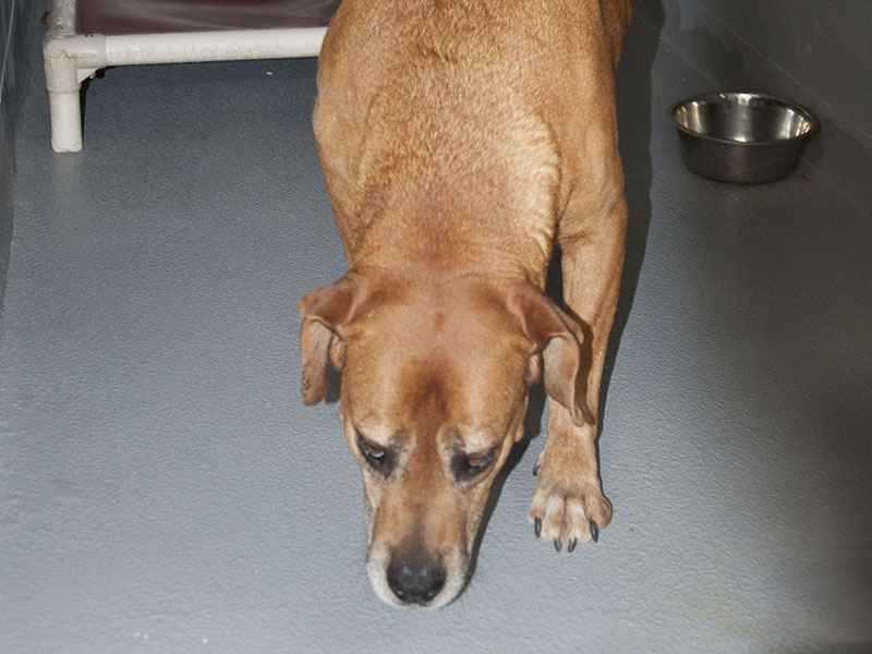 This male red bone hound mix was picked up at 206 Books Road in Mineral Bluff, April 8. He has a short, red coat. View this sweet boy by using intake number 103-22.