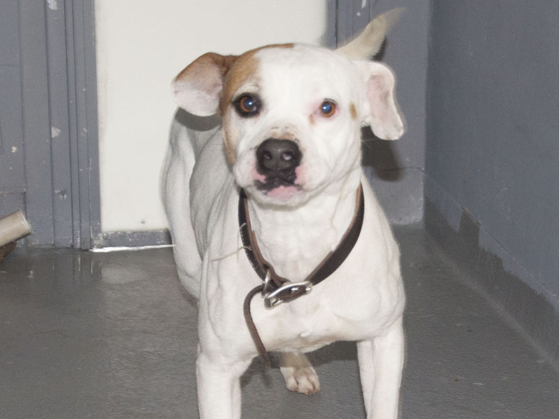 This energetic boy is a boxer mix who was recently surrendered to Animal Control. He is white in color with a brown patch on his right eye. View this friendly pup using intake number 097-22.