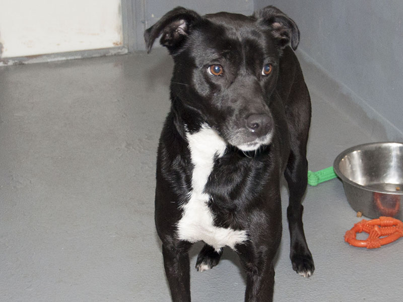This sweetie is a female mix who was owner surrendered March 26. She has a black coat with patches on her chest and feet. To view this sweet pup use intake number 091-22.