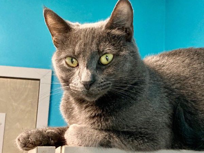 The Humane Society of Blue Ridge cat of the week is Shannon. This one-year-old beauty had three kittens and was the purrfect mom to them. Her kittens were adopted and now Shannon is ready to enjoy life as an empty nester. She is quite loving, enjoys people and gets along with other cats once she gets to know them. She has a beautiful gray coat and gorgeous green eyes. Contact the Adoption Center at 706-632-4357 for more information about Shannon. She is ready to become a member of your family. 