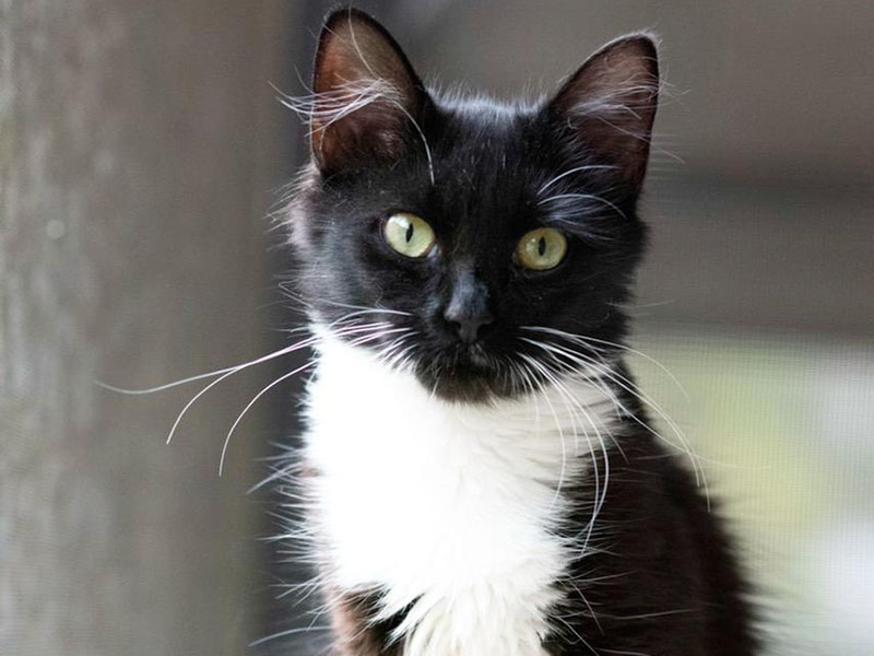 The Humane Society of Blue Ridge cat of the week is Sunflower. She is a petite one-year-old tuxedo cat who will draw you in with her gorgeous green eyes and win you over with her sweet, gentle demeanor. Sunflower loves people and gets along well with other cats. She likes to go for rides in the Adoption Center pet stroller! Contact the Adoption Center at 706-632-4357 to schedule a visit with Sunflower. She is spayed, microchipped and up to date on her vaccinations. 