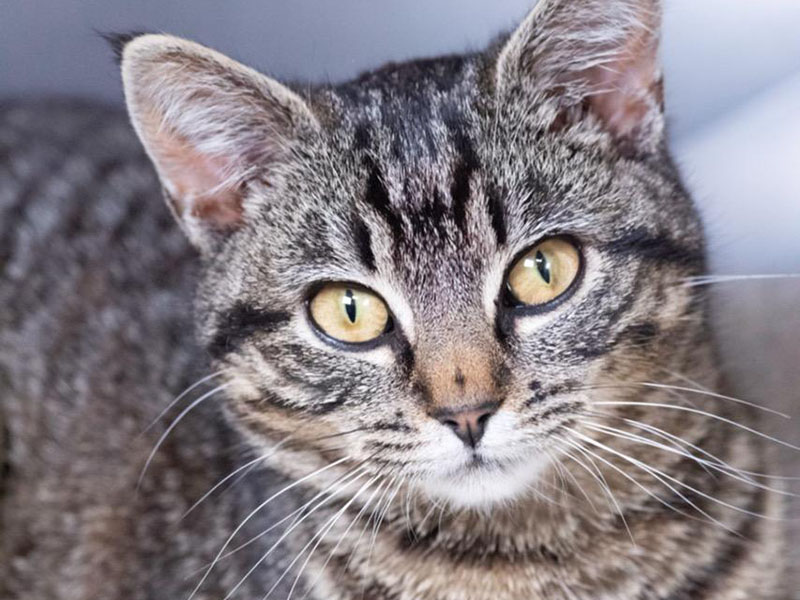 The Humane Society of Blue Ridge cat of the week is Barbara. This one-year-old tabby is proof positive that good things come in small packages! Barbara is a playful girl and loves to visit with people. She gets along famously with her Adoption Center suitemates. Barbara is spayed, microchipped and up to date on her vaccinations. She would make the purrfect addition to your loving family! Contact the Adoption Center at 706-632-4357 to schedule a meet and greet with Barbara. 