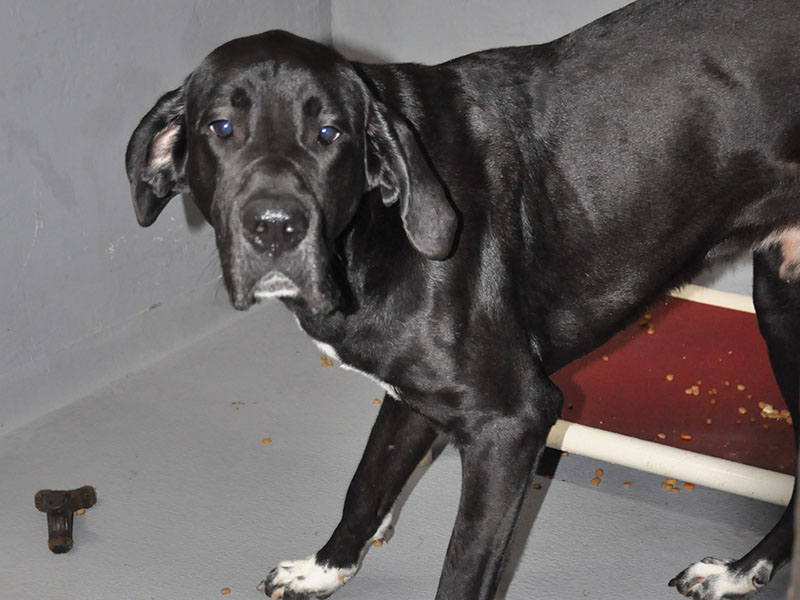 This sweetie is a male Great Dane who was owner surrendered May 3. He has a black coat with a white patch on his chest and paws. View this sweet boy using intake number 064-22.