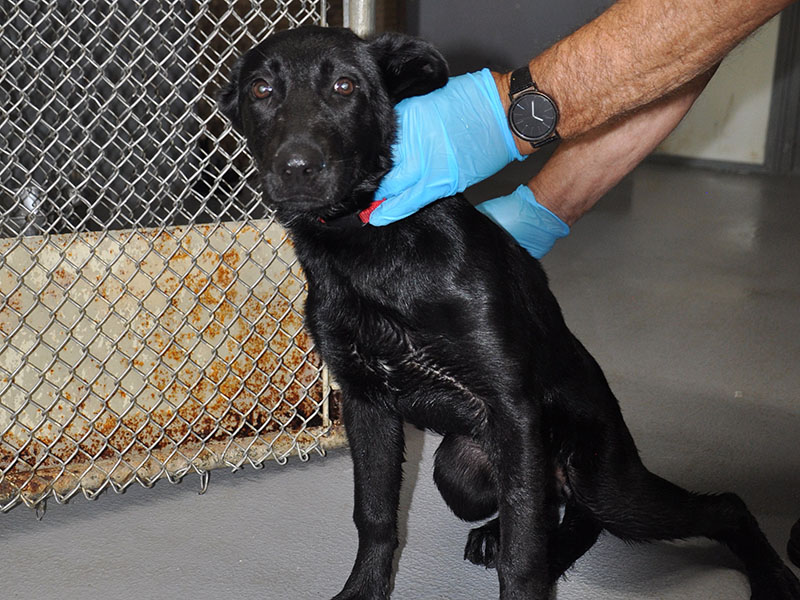 This cutie is a female lab mix who was dropped off at Animal Control May 20. She has a solid black coat. View her using intake number 166-22.