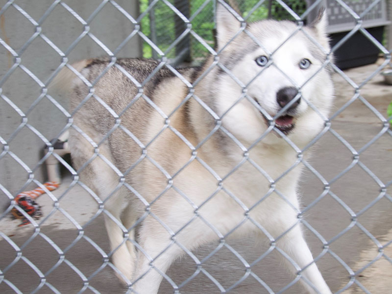 This gorgeous puppers is a female Husky mix. She was owner surrendered May 20. She has a grey and white coat and bright, blue eyes. View her using intake number 163-22.