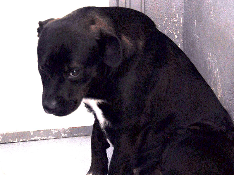 This female lab mix was picked up on Goss Road March 1. This cutie has a black coat with white patches on her chest and paws. View her using intake number 06-22.