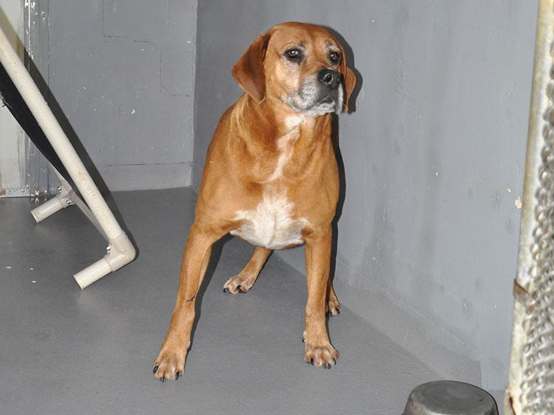 This male hound mix was picked up in Mineral Bluff April 8. This sweet doggo has a reddish-brown coat. View him using intake number 103-22.