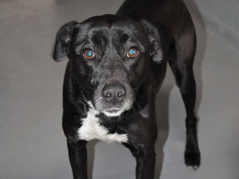 This female lab mix was owner surrendered March 26. She has a shiny black coat with white patches on her chest and paws. View this sweet girl using intake number 091-22.
