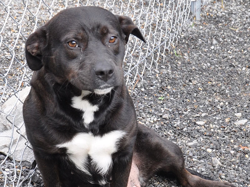  This sweet girl is a lab mix who was picked up on Goss Road in Epworth. She has a black coat with white patches on her chest and paws. View her using intake number 061-22.