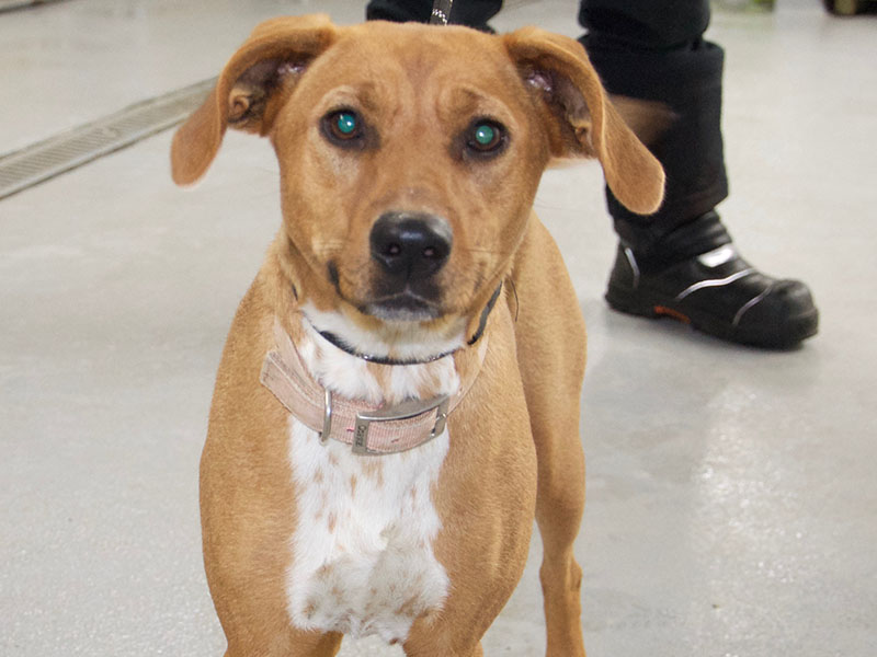 This energetic female mix was picked up in downtown Blue Ridge May 7. She is orangish-brown with a speckled white chest and paws. View this good girl using intake number 142-22. 