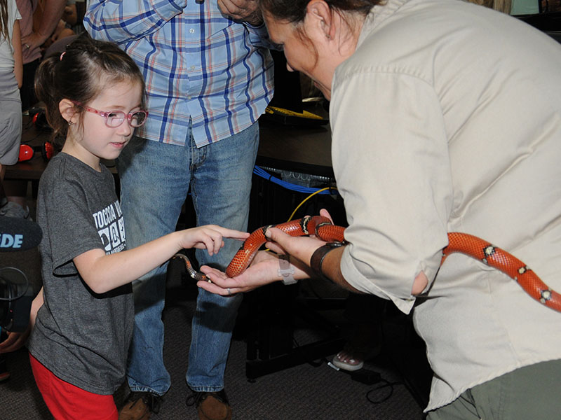 This young lady takes the opportunity to gently and carefully pet a King snake at the Fannin County Public Library last week.